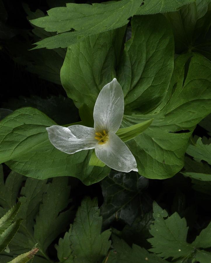 The Delicate Trillium Photograph by Charles Lucas