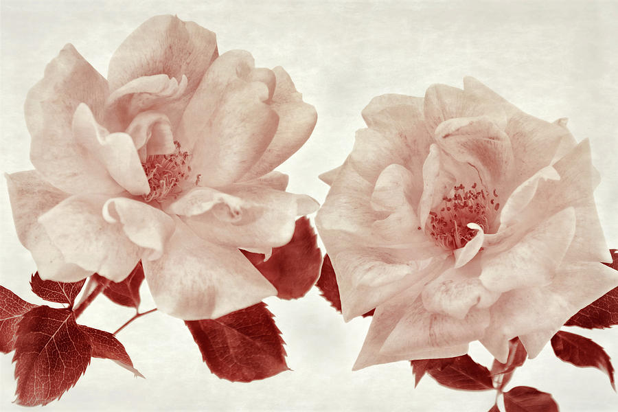 The Depth of Roses I Photograph by Leda Robertson
