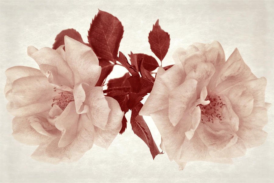 The Depth of Roses II Photograph by Leda Robertson