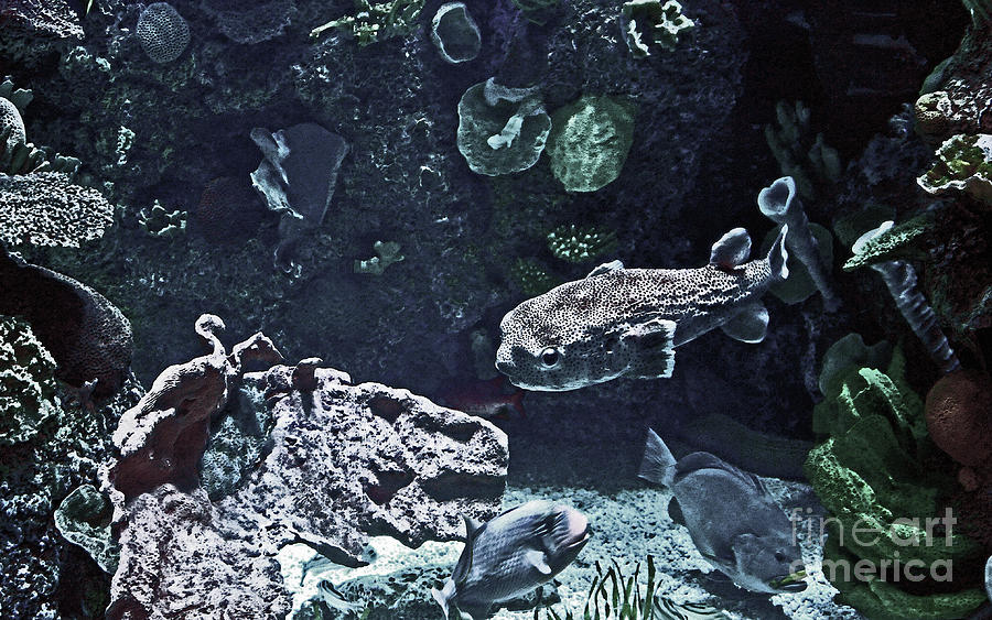 The Depths of An Aquarium Photograph by Lydia Holly