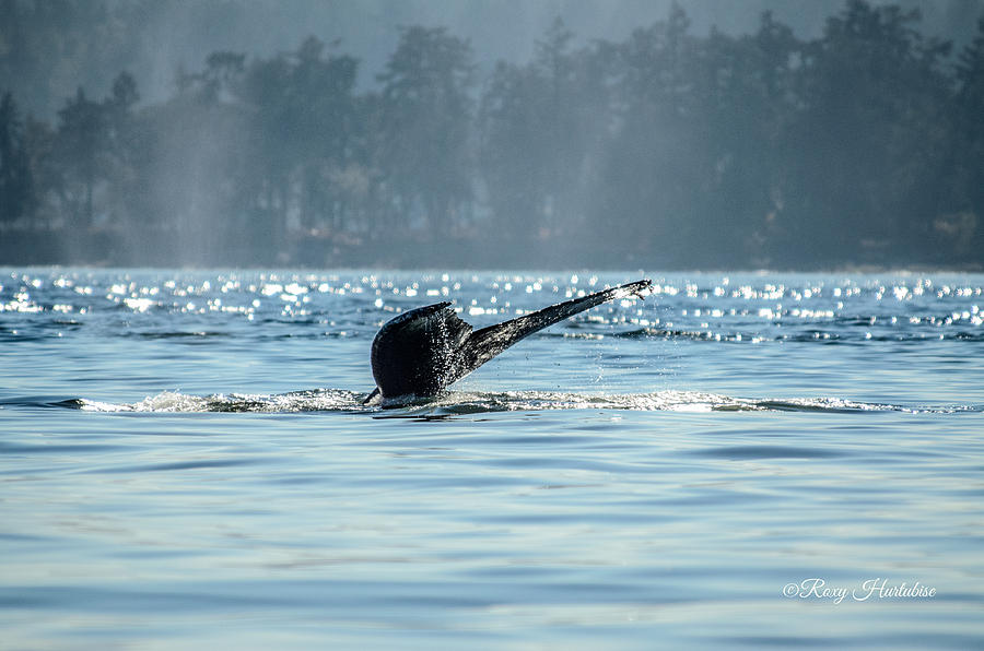 The Descent Humpback Whale Photograph