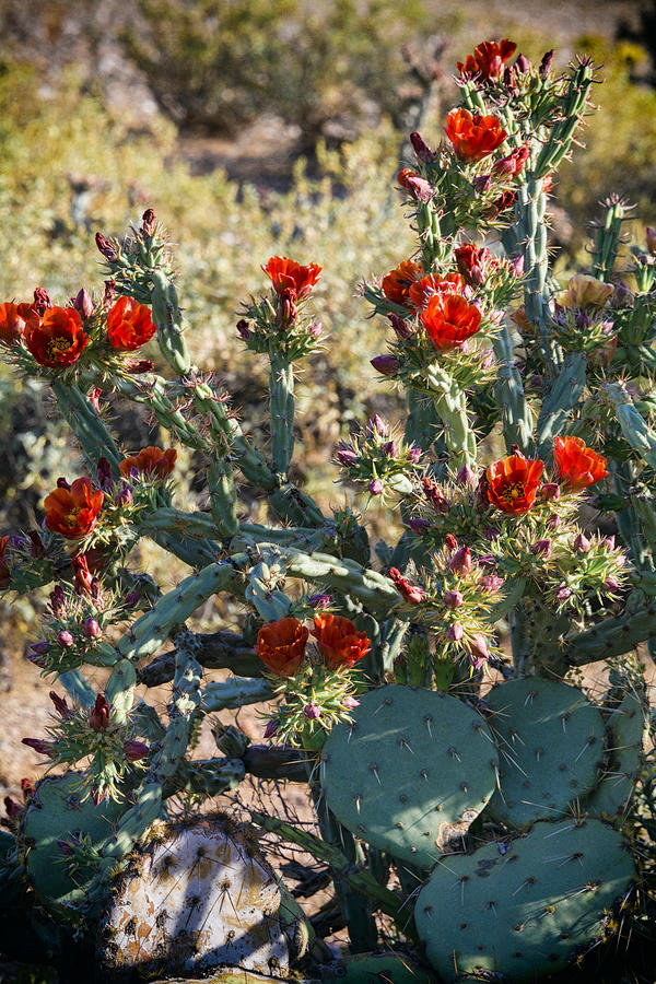 Flower Photograph - The Desert Abloom with Color  by Saija Lehtonen