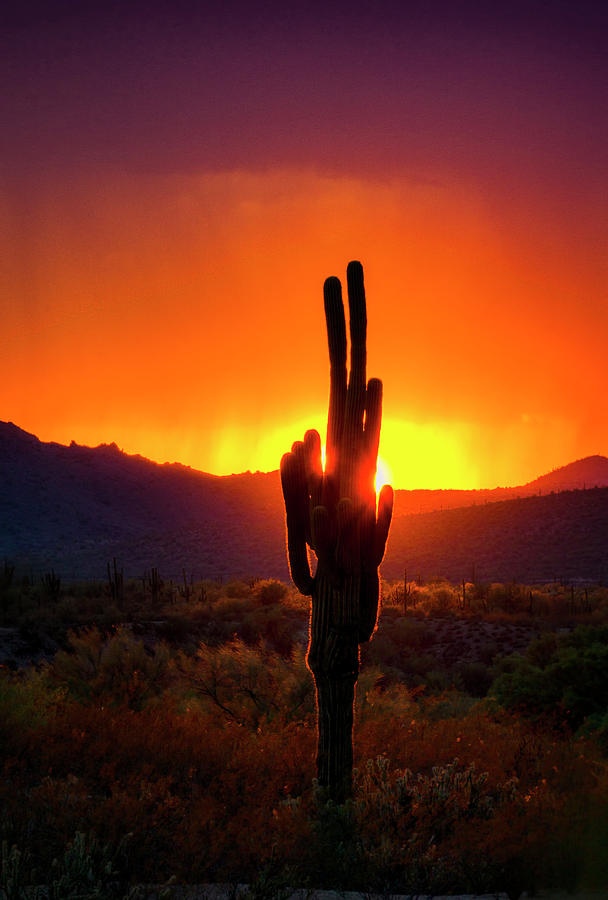 Sunset Photograph - The Desert Alive With Color  by Saija Lehtonen