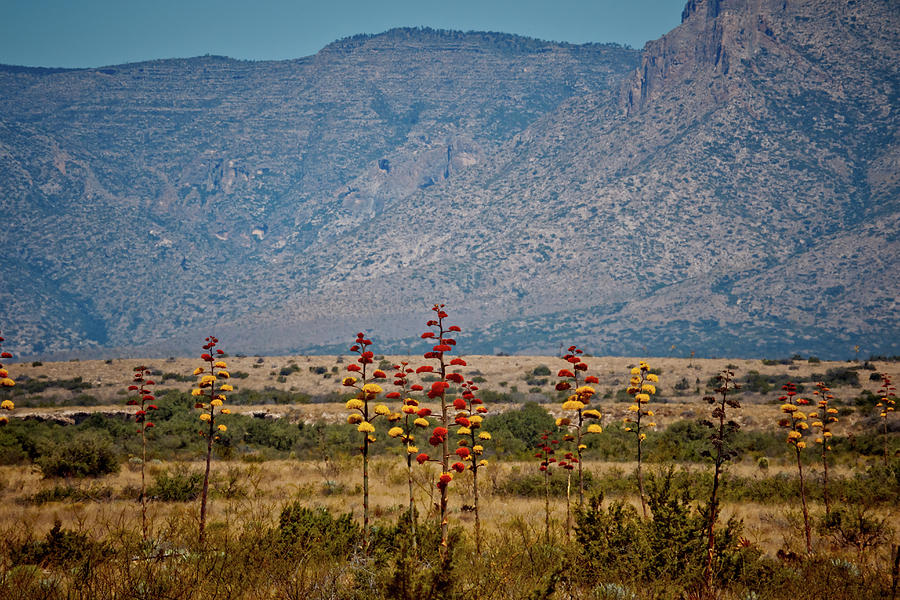 The Desert in Bloom Photograph by Linda Unger