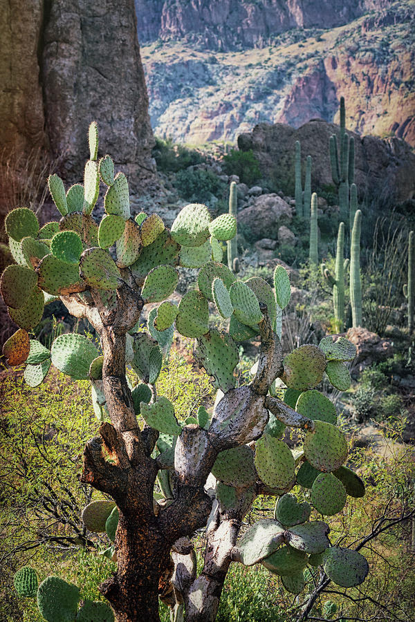 The Desert Southwest Cacti  Photograph by Saija Lehtonen
