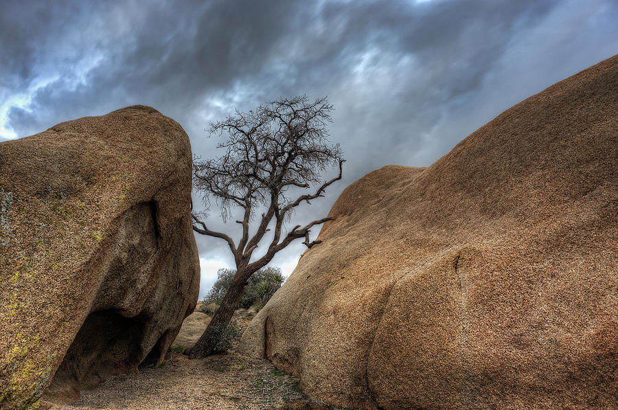 Joshua Tree National Park Photograph - The Desert Surreal by Gary Zuercher