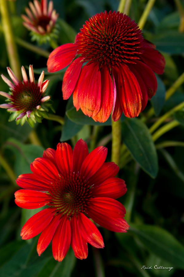 The Destination Red Coneflowers Photograph by Reid Callaway