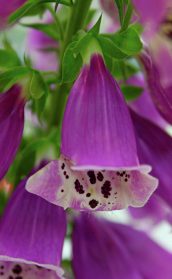 The Dew of the Foxglove Photograph by Susan Vineyard