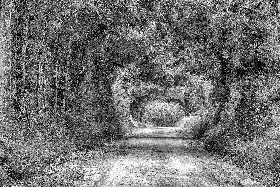 The Dirt Road Tunnel Black and White Photograph by JC Findley