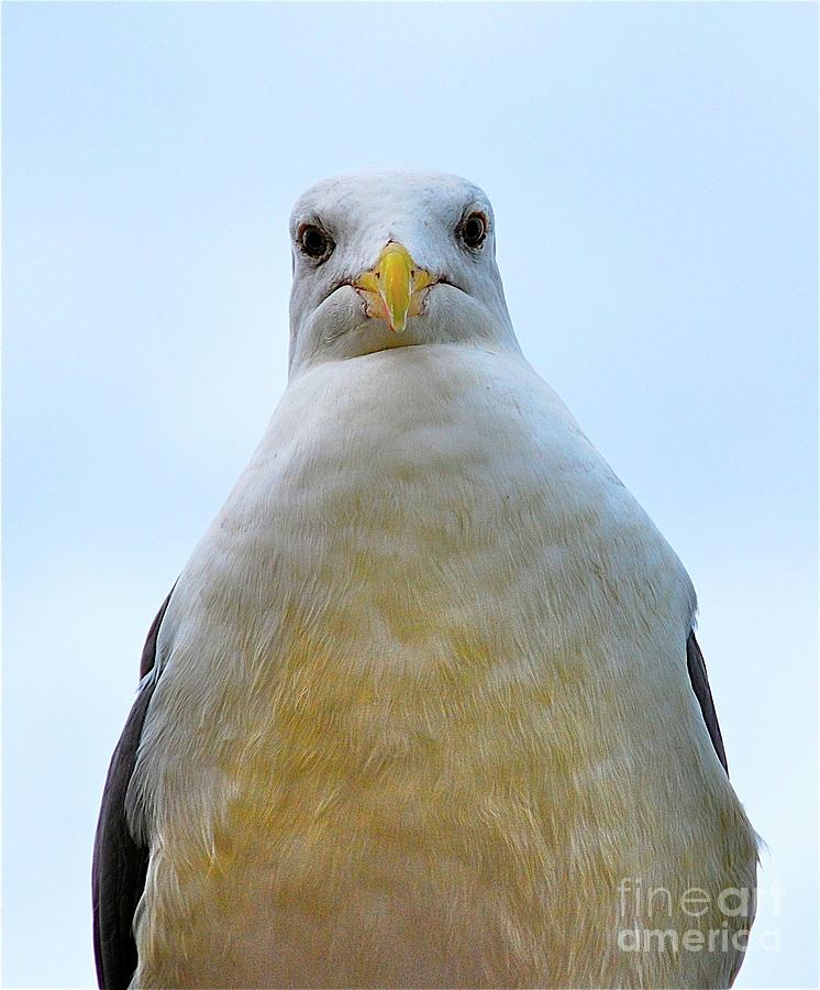 The Disapproving Seagull Photograph by Lori Leigh