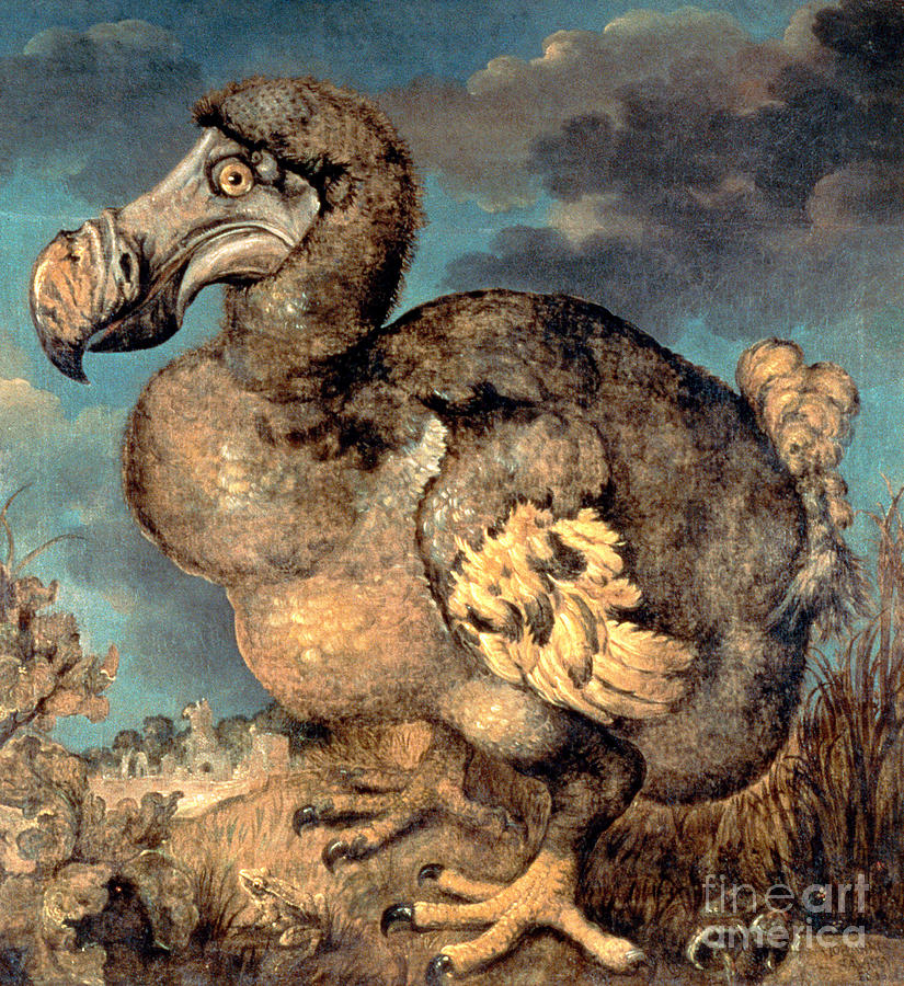 The Dodo, 1651 Painting by Hans Savery I - Fine Art America