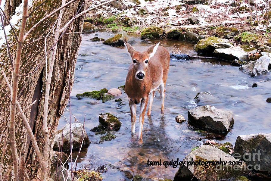The Doe From Snowy Creek Photograph by Tami Quigley