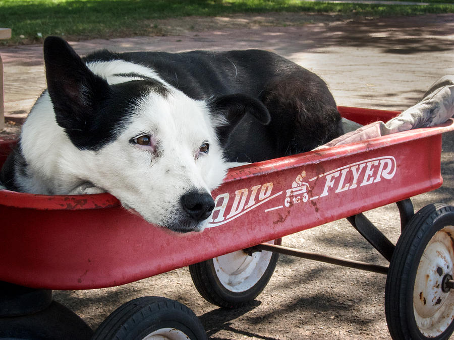 The Dog and the Radio Flyer Photograph by Mary Lee Dereske