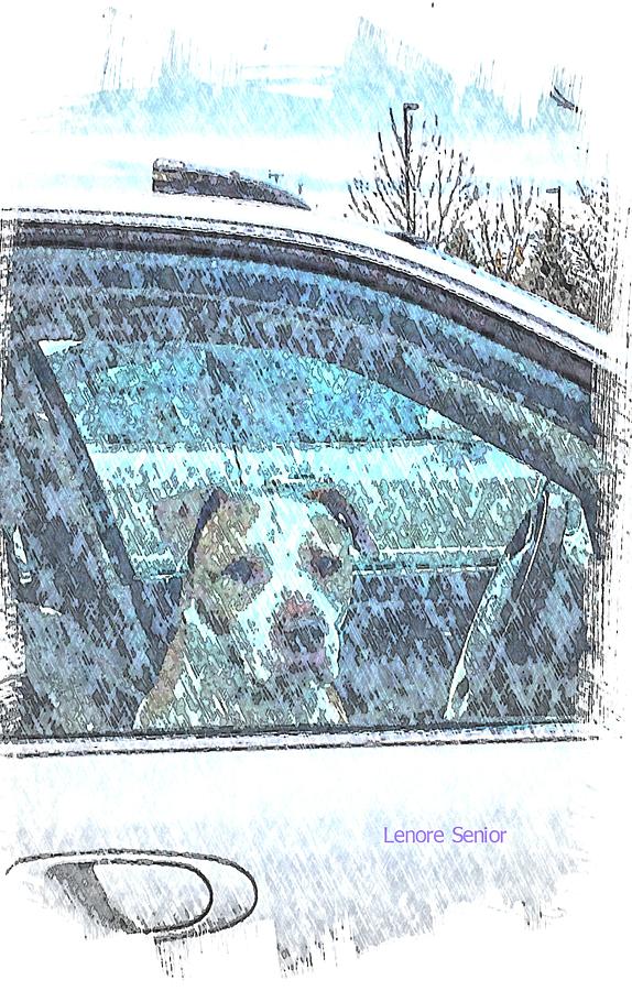 Tree Photograph - The Dog in the Car - For Dawn by Lenore Senior