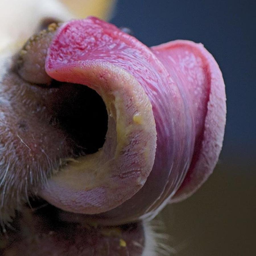 Dog Photograph - The Dog Tongue Is Speaking. Listen by David Haskett II