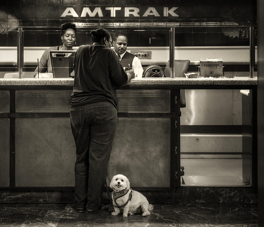 Dog Photograph - The doggy wants a seat by the window.. by Michel Verhoef