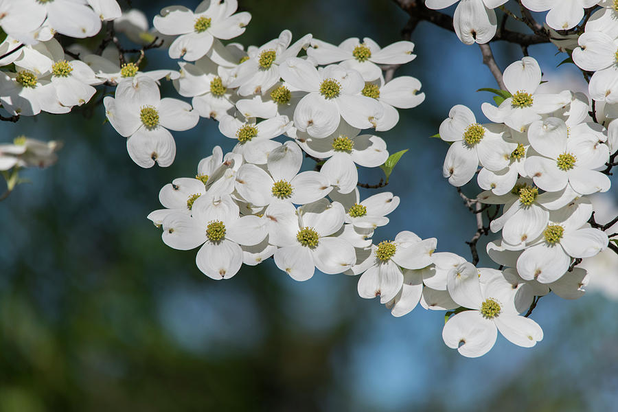 The Dogwood are Blooming Photograph by Wild Sage Studio Karen Powers