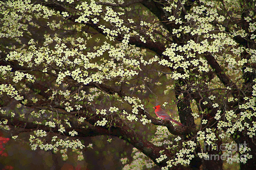 The Dogwoods and the Cardinal Digital Art by Darren Fisher
