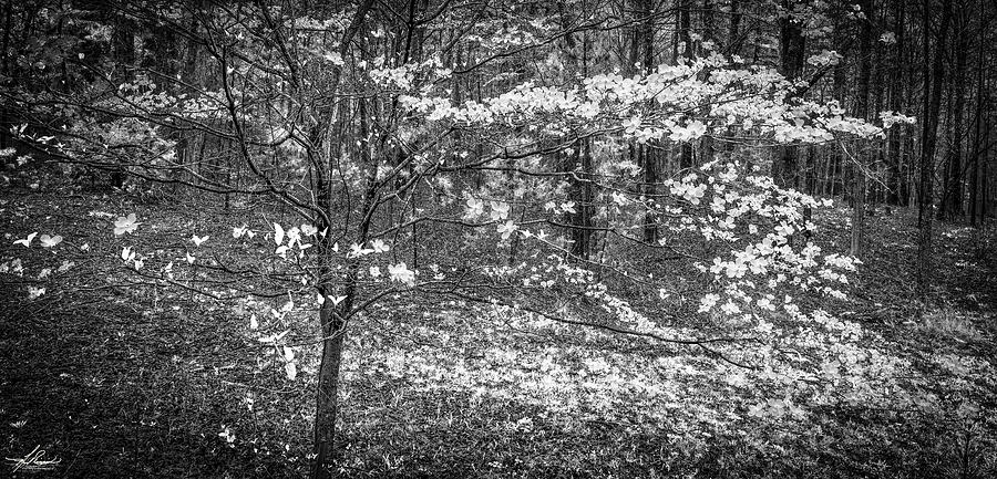 Spring Photograph - The Dogwoods are Blooming it must be Spring. by Phil And Karen Rispin