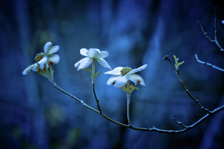 The Dogwoods are Blooming Photograph by Linda Unger