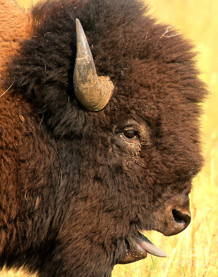 The Donald As A Bison Photograph by Adam Jewell