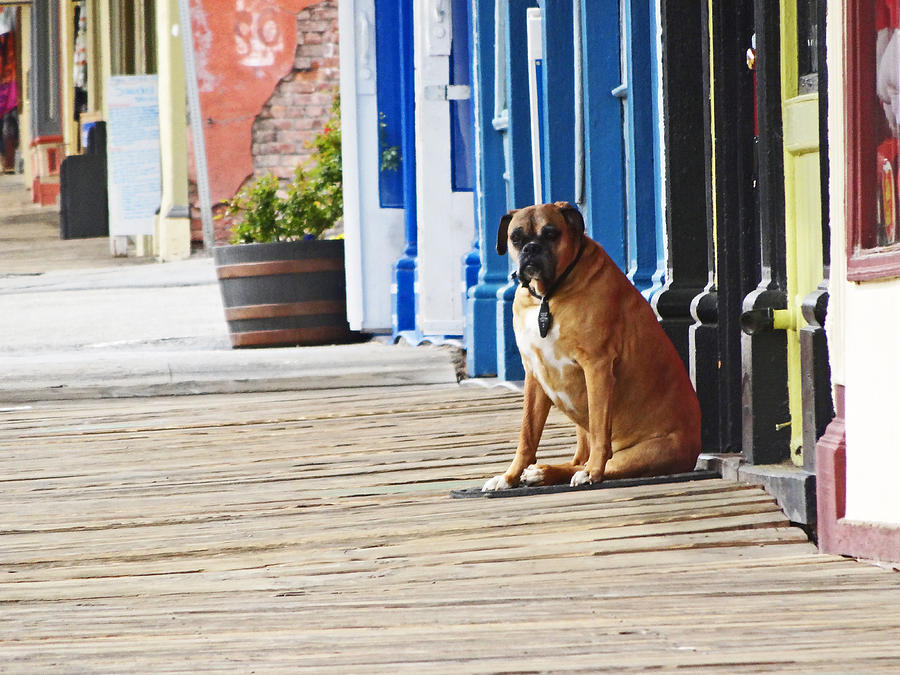 The Doorman Photograph By Jacqueline Dianne Wasson