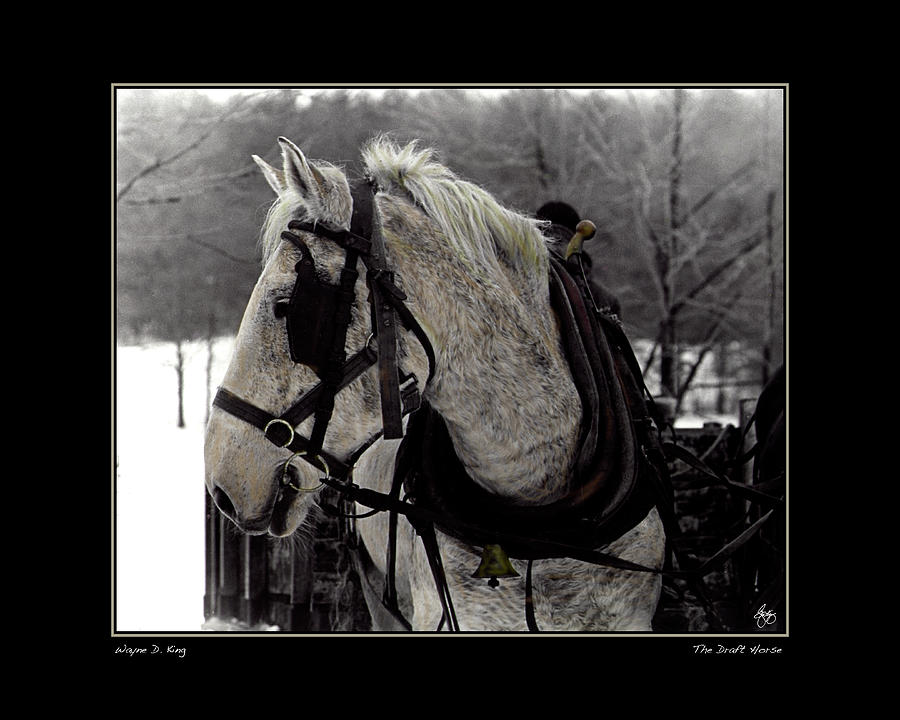The Draft Horse Poster Photograph by Wayne King