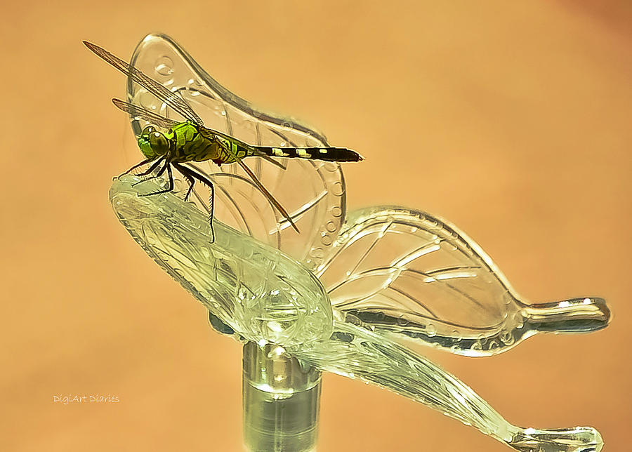 The Dragonfly and The Butterfly Photograph by DigiArt Diaries by Vicky B Fuller