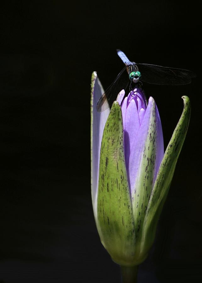 Nature Photograph - The Dragonfly and the Water Lily  by Sabrina L Ryan