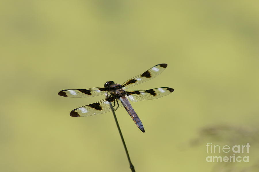 The Dragonfly Photograph by David Bishop