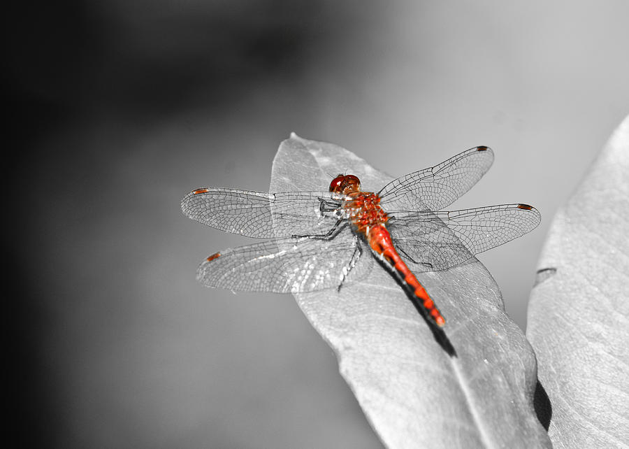 The Dragonfly Photograph by Edward Myers