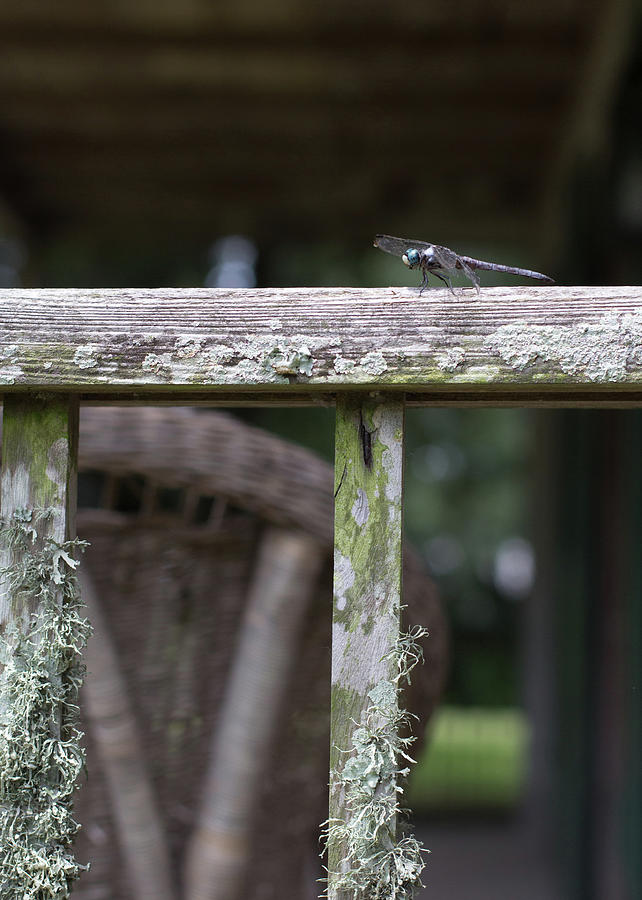 Nature Photograph - The Dragonfly by Garrison Crouch
