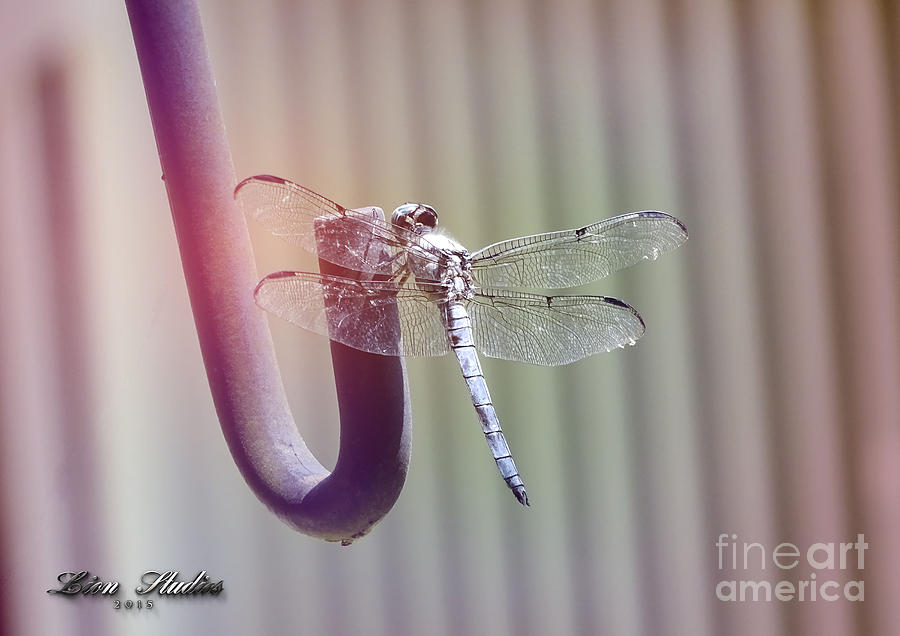 The Dragonfly Photograph by Melissa Messick