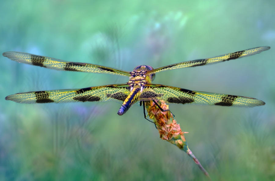 The Dragonfly Photograph by Nina Bradica