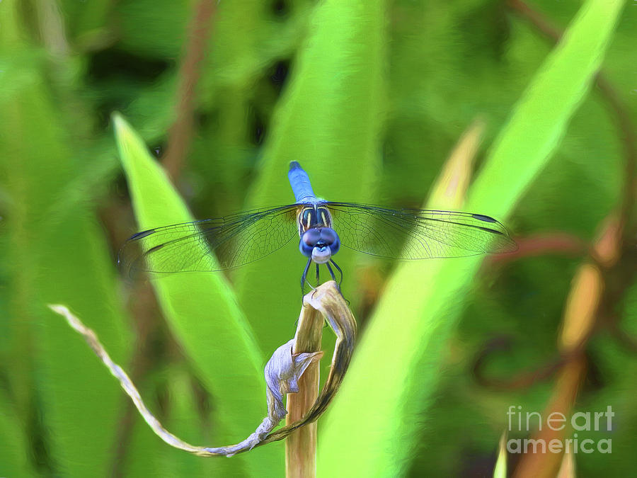 The Dragonfly Photograph by Scott Cameron