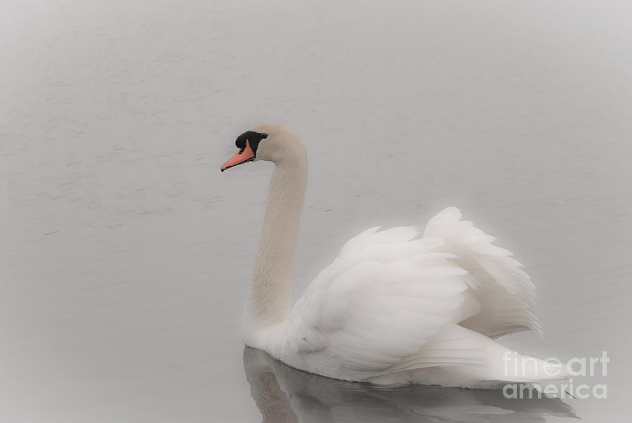 Swan Photograph - The Dream by Charles Dobbs