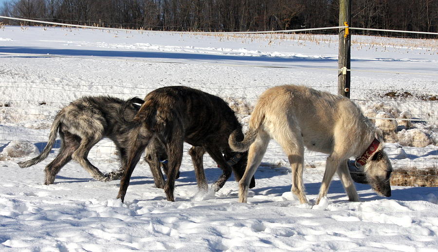 Irish Wolfhounds Photograph - The Dream Team by Ann Butler