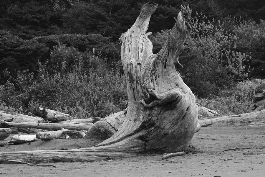 the DRIFT wood Photograph by Vinicius Santos - Fine Art America