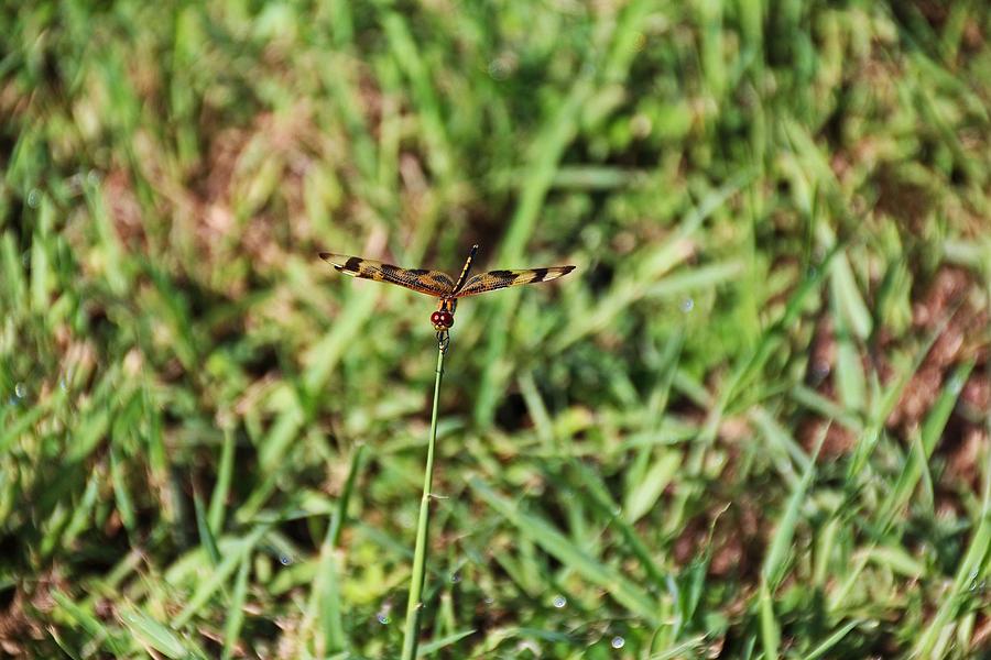 The Drifting Dragonfly Photograph by Michiale Schneider