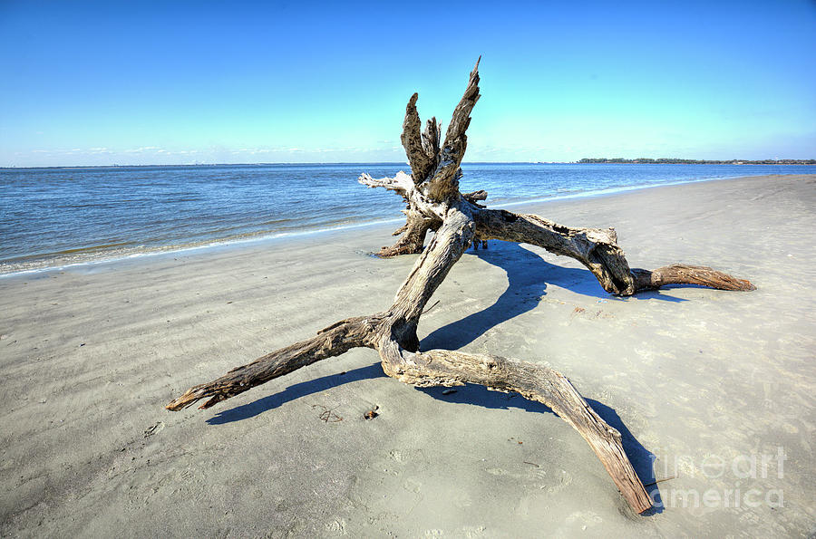The Driftwood 1 Photograph by Felix Lai
