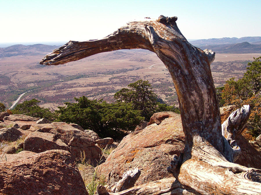 The Driftwood Dragon of Mt Scott Photograph by Alan Lakin