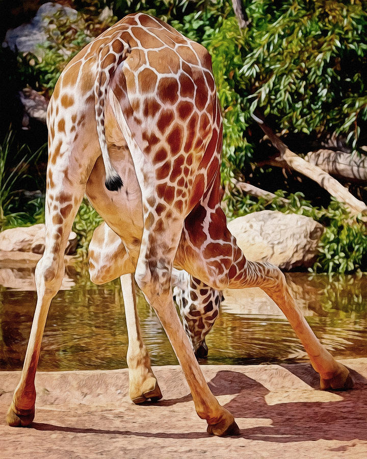 Giraffe Digital Art - The Drink by Ernest Echols