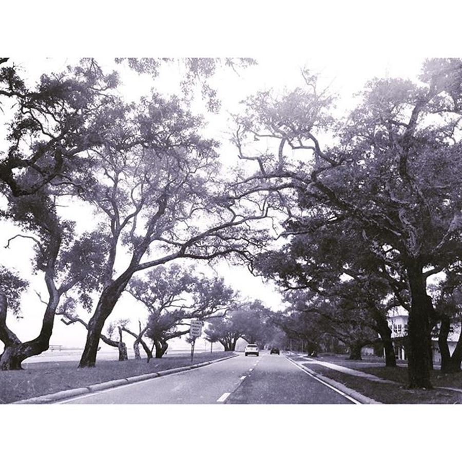 Oaktree Photograph - The Drive Down 90 To Long Beach,ms by Joan McCool