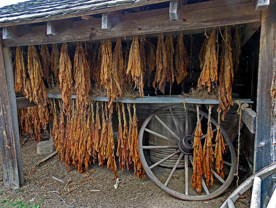 The Drying Shed Photograph by Skip Willits