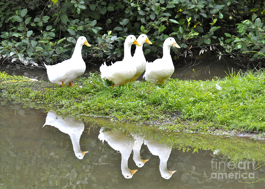 The Duck Gang Photograph by Penny Neimiller