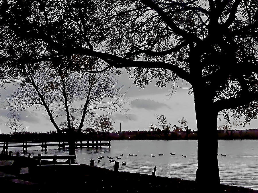Black And White Photograph - The Duck Pond by Karen Wagner