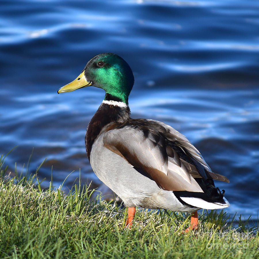 The Duck Walk Photograph By Kevin Shriner - Pixels