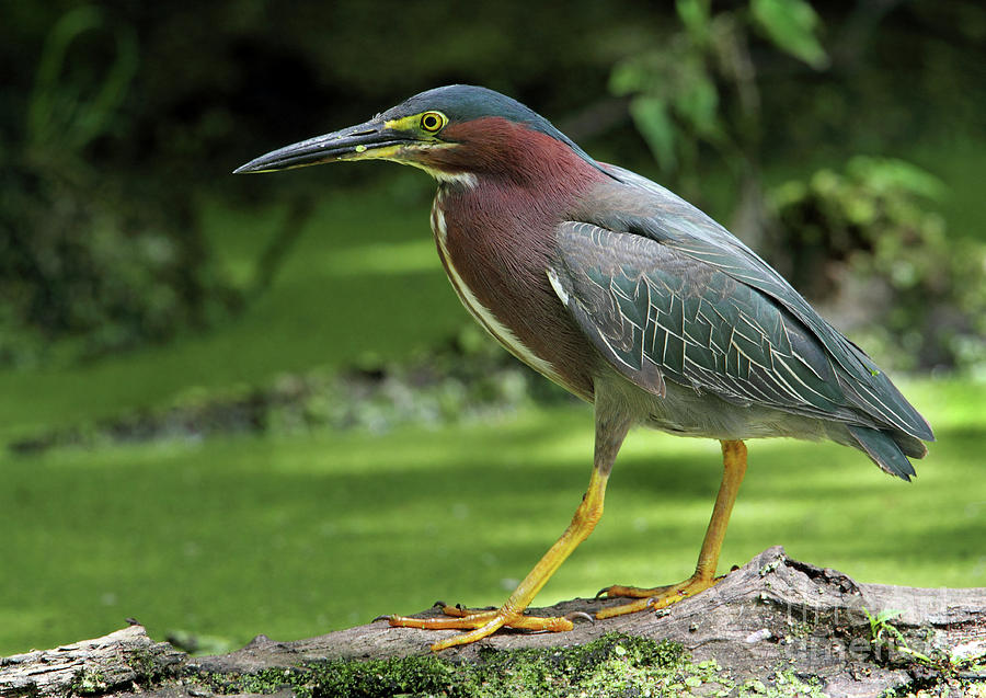 The Duck Weed Is Always Greener On The Other Side Photograph by Gary ...