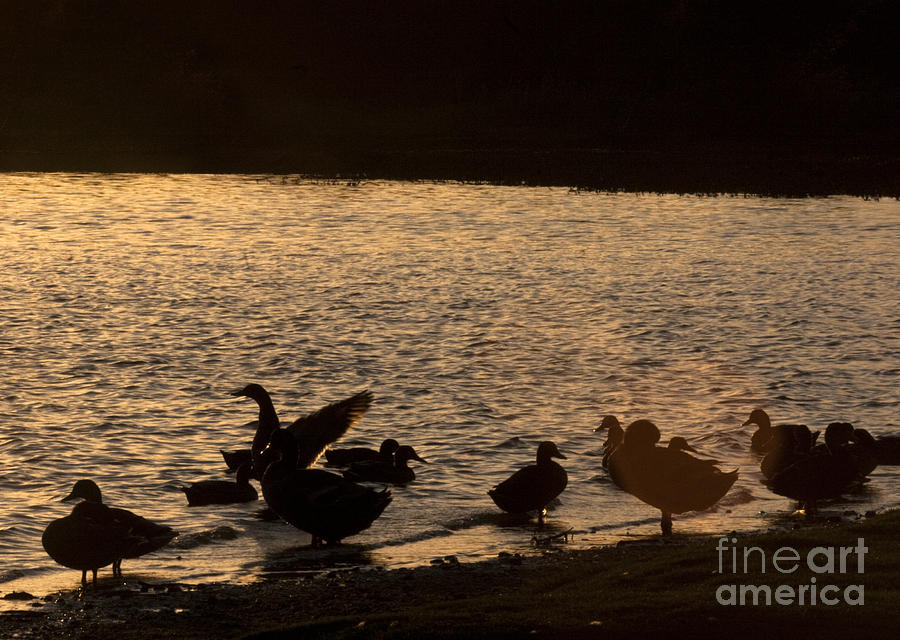 The Ducks  Photograph by Ang El