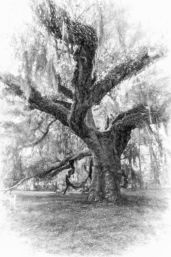 The Dueling Oak 2 - Paint bw Photograph by Steve Harrington